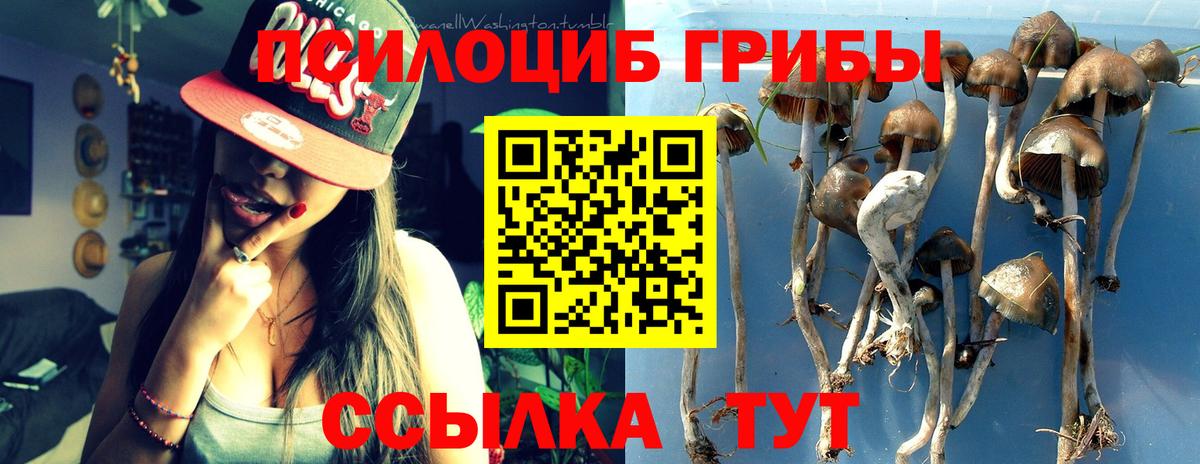 Кандалакша  Псилоцибиновые грибы Cubensis  Вход с VPN 